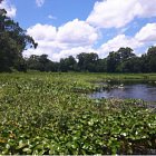 Paddeln mit Tierchen in Florida