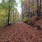 Traditionelle Keschdewanderung - diesmal ohne Keschde